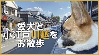 Took a walk with our dog in Kawagoe!