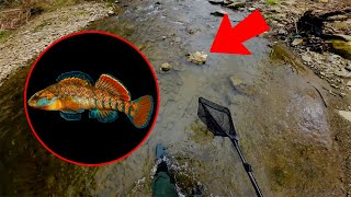 I found RAINBOW fish hiding under rocks
