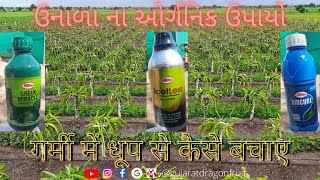 how to Protect Dragon Fruit plantation in Summer and Winter? | Gujarat Dragon Agri Team | GDF