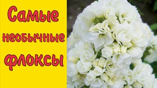 САМЫЕ РЕДКИЕ и НЕОБЫЧНЫЕ ФЛОКСЫ!