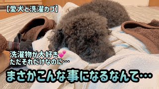 【愛犬と洗濯カゴ】大好きな洗濯物を追いかけてたら、思わぬところで大失敗(ノ_＜)