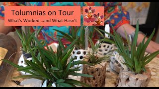 Tolumnia Orchids on Tour | What Has Worked...and What Has Not! | Four Tolumnia Orchid Repots