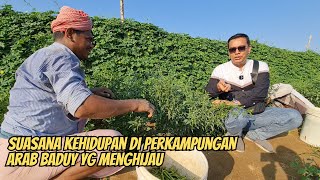 SUASANA KEHIDUPAN DI PERKAMPUNGAN TERPENCIL ARAB BADUY MENGHIJAU