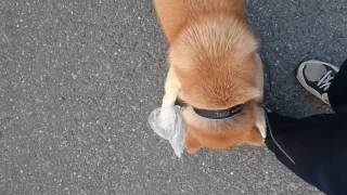 怒りの柴犬