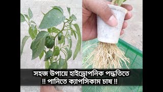 হাইড্রোপনিক পদ্ধতিতে ক্যাপসিকাম চাষ , মাটি ছাড়া সবজি চাষ