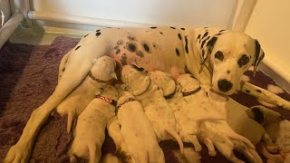 Dog walk and a 13 day old Dalmatian puppy update