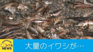 記者「マスクをしていてもすごいにおい。」…大量のイワシが海岸に打ち上げられる　松前町