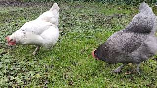 【鶏日記】クロとシロと私と庭#鶏 #ニワトリ #にわとりこ #にわとり #hens #poules #鶏日記