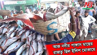 আজ নদীর পাঙ্গাস মাছের রাজত্ব ছিল ইলিশ মোকামে | pangas fish | Hilsha fish | News Barisal