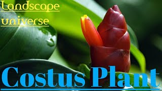 Costus Plant - Miracle Cure for Diabetes.