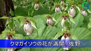 クマガイソウの花が満開　佐野