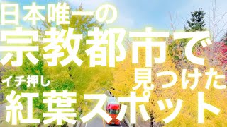 【奈良観光】2021紅葉スポット/関西オススメ銀杏並木9選/天理大学近くにあるドラマに出てきそうなスポット/天理スタミナラーメン近くに/奈良公園観光オジさん歩きたくなる/天理教教団本部前から