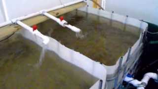 Tilapia Farming At Home - Water Changes