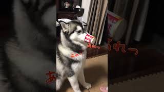 ヨーグルトカップが取れなくなっちゃったやまだ（アンズ） #シベリアンハスキー #siberianhusky #shorts