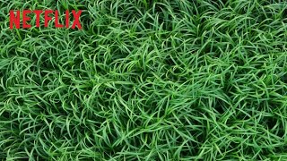 In the Tall Grass | Trailer Oficial | Netflix