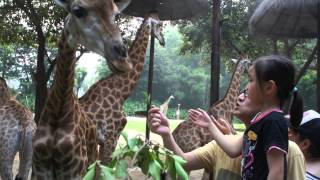 2014年7月30日 長隆動物園 長頸鹿 01738