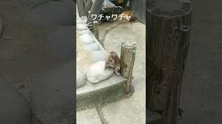 チビちゃん、ワチャワチャ #monkey #baby #淡路島モンキーセンター