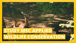 Choose MSc Applied Wildlife Conservation for Postgraduate Study