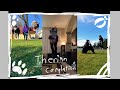 Therian compilation (my first one) #therian #alterhuman #community #nature #quadrobics #animal #edit