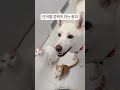 a puppy who knows the word correctly jindo dog