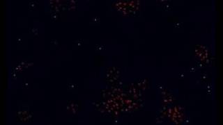 Flocking simulation, part 1
