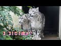 ユキヒョウ赤ちゃんヒメル 雨の日スケスケ天井でツルツルバトルったの！snow leopard cub big fight at the ceiling！2024.3月