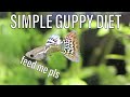 Simple Guppy Diet | How my Guppies Grow so Fast!