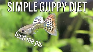 Simple Guppy Diet | How my Guppies Grow so Fast!
