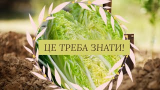 ЦЕ ТРЕБА ЗНАТИ!!! ЯК ПОСІЯТИ ПЕКІНСЬКУ КАПУСТУ?