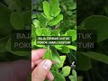 Hasil guna baja foliar untuk bunga dan baja buah Novatec Premium untuk limau kasturi.