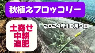 【秋植えブロッコリー　土寄せ・中耕・追肥】肥料代0円！生ゴミから作ったボカシ肥料でブロッコリー栽培！無農薬で持続可能な家庭菜園を始めよう！