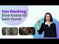 Katzen sind die beliebtesten Haustiere  - Das Ranking: die 7 beliebtesten Haustiere in Deutschland