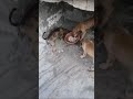 in bejubano ki bi suno viral ytshorts streetdog humnity