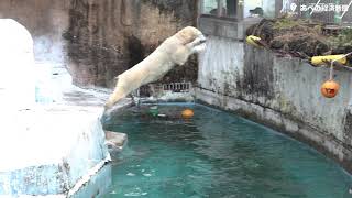 天王寺動物園のホッキョクグマ「ホウちゃん」、母親の「イッちゃん」が出園して一人ぼっちに