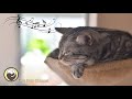 Music to Relax Cats - Deep Sleep Music, Calming Music, Anxiety Relief