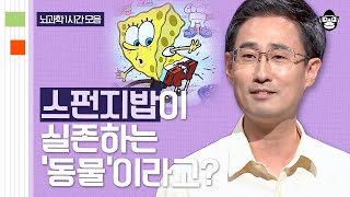 (40분) 스펀지밥이 식물이 아니라 동물? 동물인데 뇌가 없다고? | 사피엔스 월요특강