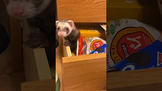 飼い主のお菓子ストック荒らし #animals #ferret #cute #snack #willywonka