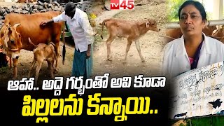 ఆవులు గేదెలు కూడా అద్దె గర్భం ద్వారా పిల్లల్ని కనబోతున్నాయి  Surrogate pregnancy for cow || TV45