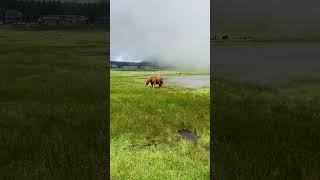 雲のなか草を食む馬【Aso-san阿蘇山】幻想的な草千里の景色 #shorts #阿蘇山 #馬