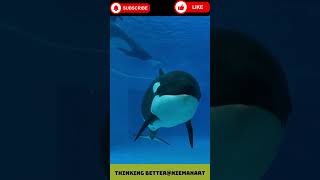 You Won't Believe the Hidden Talents of this Orca! #short