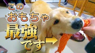 大型犬が本気で噛んでも壊れない最強のおもちゃをレビュー