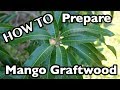 How to Prepare Mango Graftwood (Scions)- 2 Ways