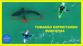 TUBARÃO BRANCO GIGANTE ESPREITANDO GRUPO DE SURFISTAS