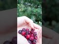 nature’s sweet surprise saskatoon berry foraging shorts wildberries foraging harvest