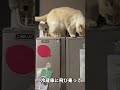 食器棚の上に飛び乗った猫の降り方が怖すぎました、大丈夫？