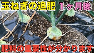 【驚愕の結果】玉ねぎの追肥試験！肥料のありなしでこんなに生育が変わるの？ジャガイモのマルチありなし試験の途中結果は？