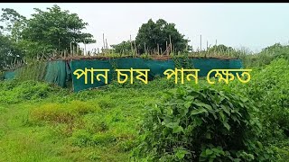 পান ক্ষেত, পান চাষ।  কেমন ভাবে হয় পান চাষ, journey with jasim