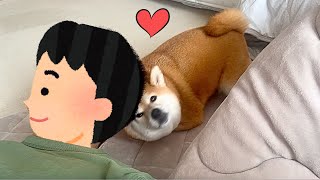 大好きなパパへの独占欲が止まらない柴犬が可愛すぎました