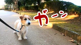 [Dog walk] Jack Russell Terrier surprised that the owner forgot it