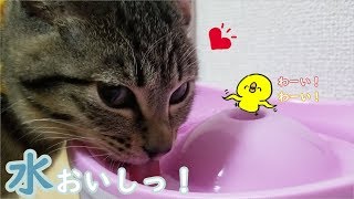 お水を飲むのが苦手な子猫が自動給水器を飲むに至るまで…